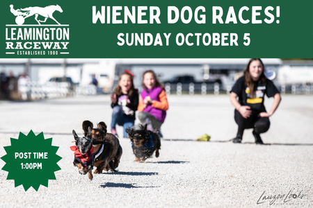Weiner Dog Races