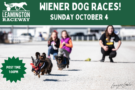 Wiener dog races 