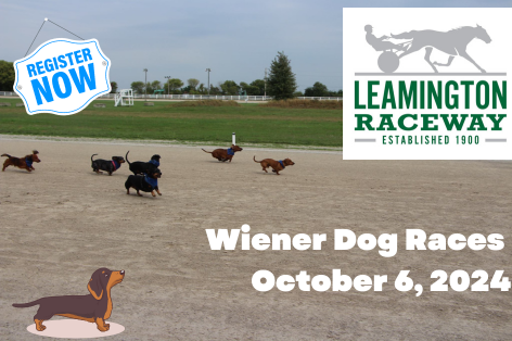 Wiener Dog Races