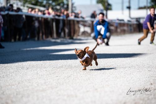 Wiener Dog Races